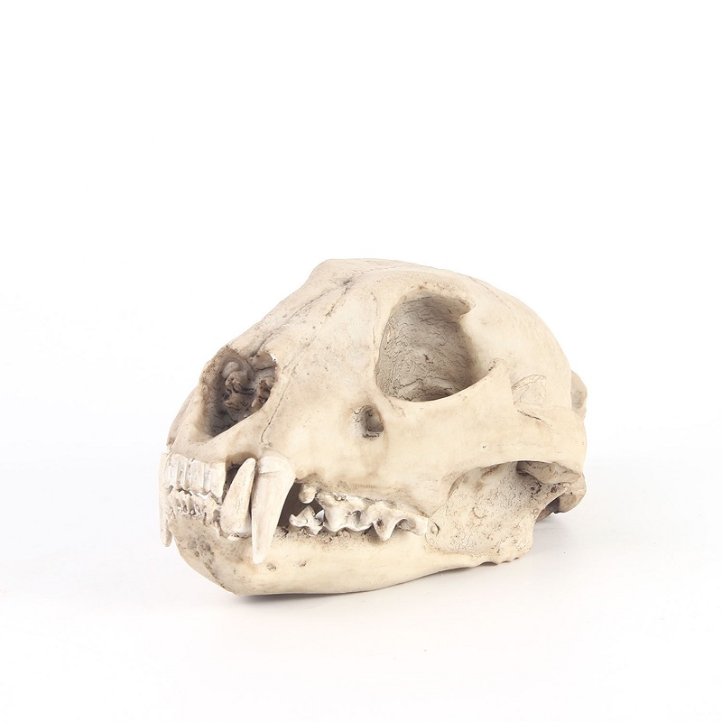 Modelo de calavera de leopardo - Art And Craft Zoo Animals reseña y precio